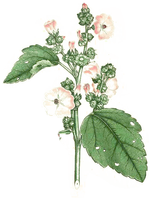 althaea flower