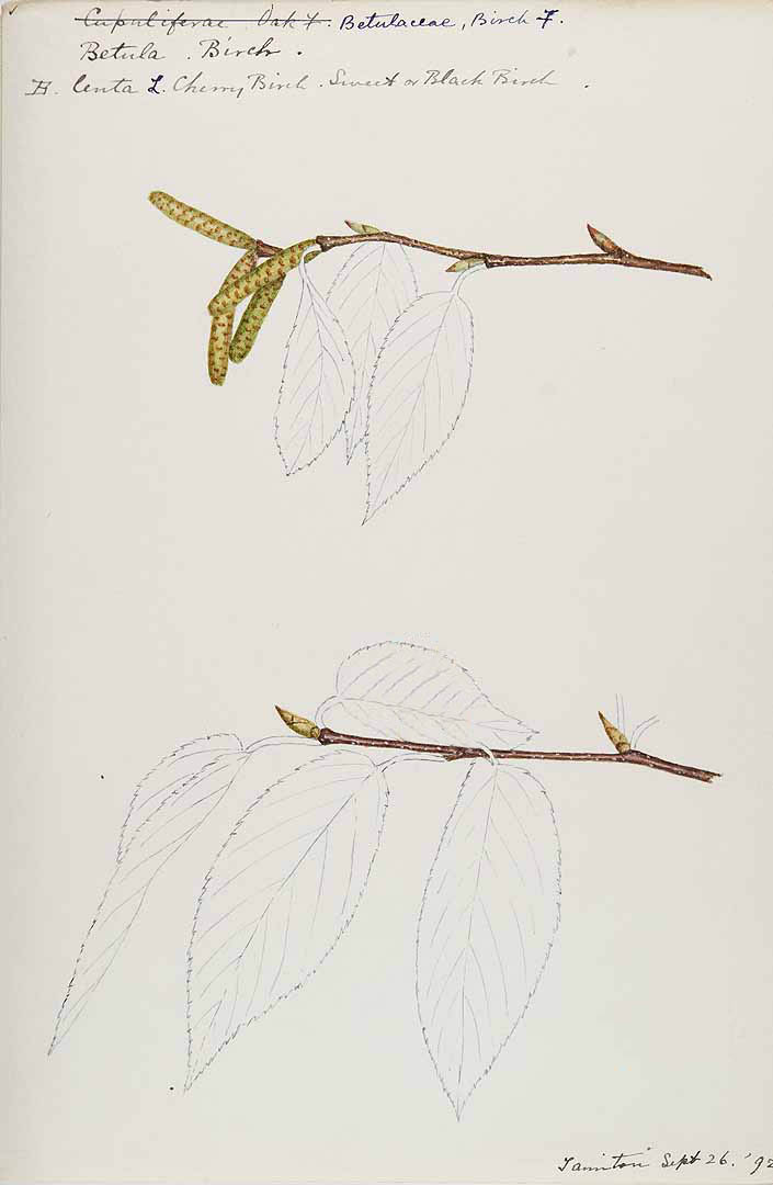 betula brunch