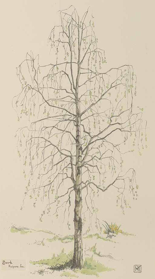 betula tree